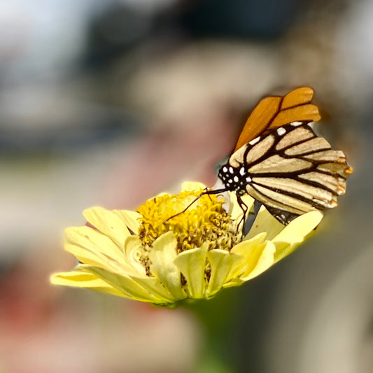 Monarch Butterfly. Full image - No text - My Store