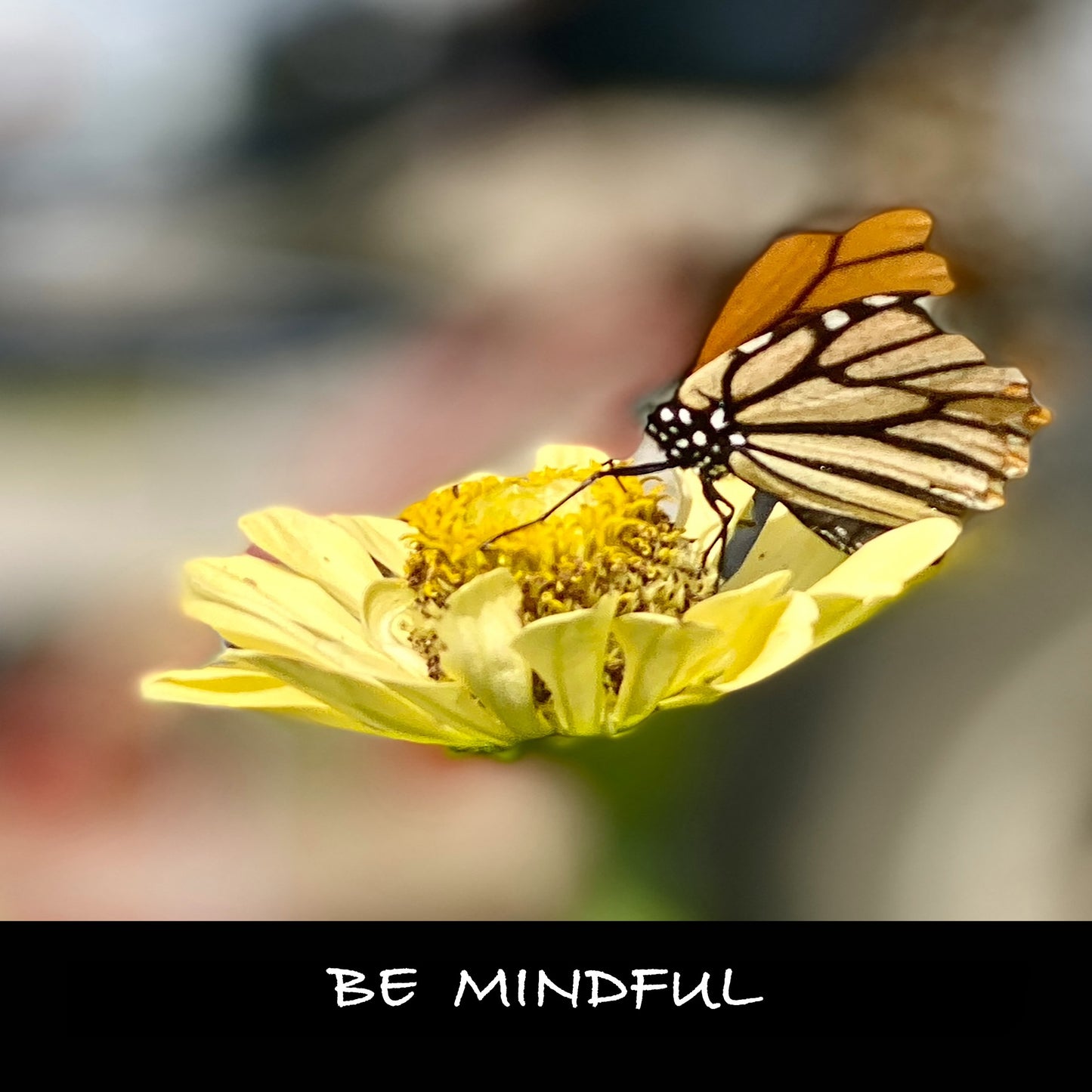 Monarch Butterfly 'Be Mindful' - My Store
